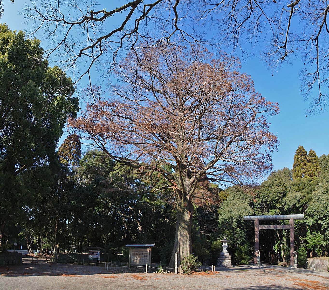宮崎神宮の鳥居と緑