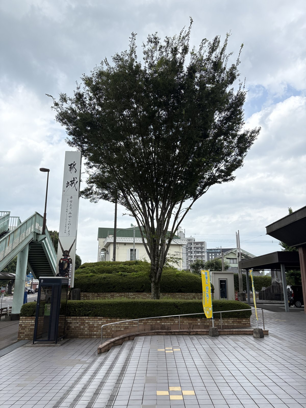 市役所まわりのケヤキ