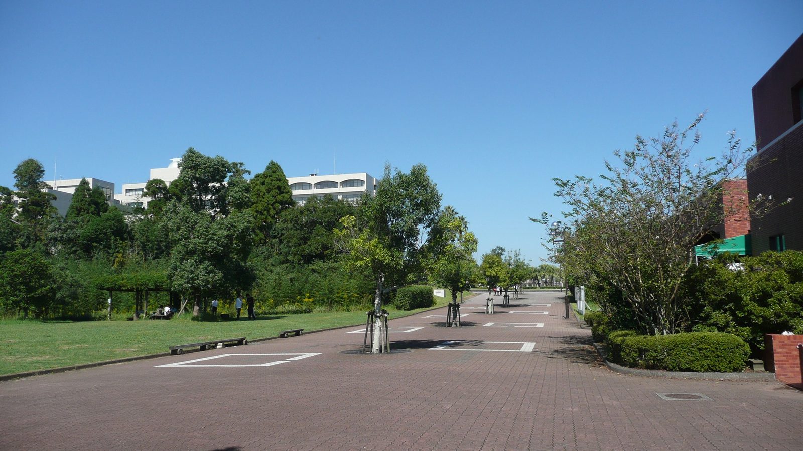 宮崎大学木花キャンパスの歩道と緑