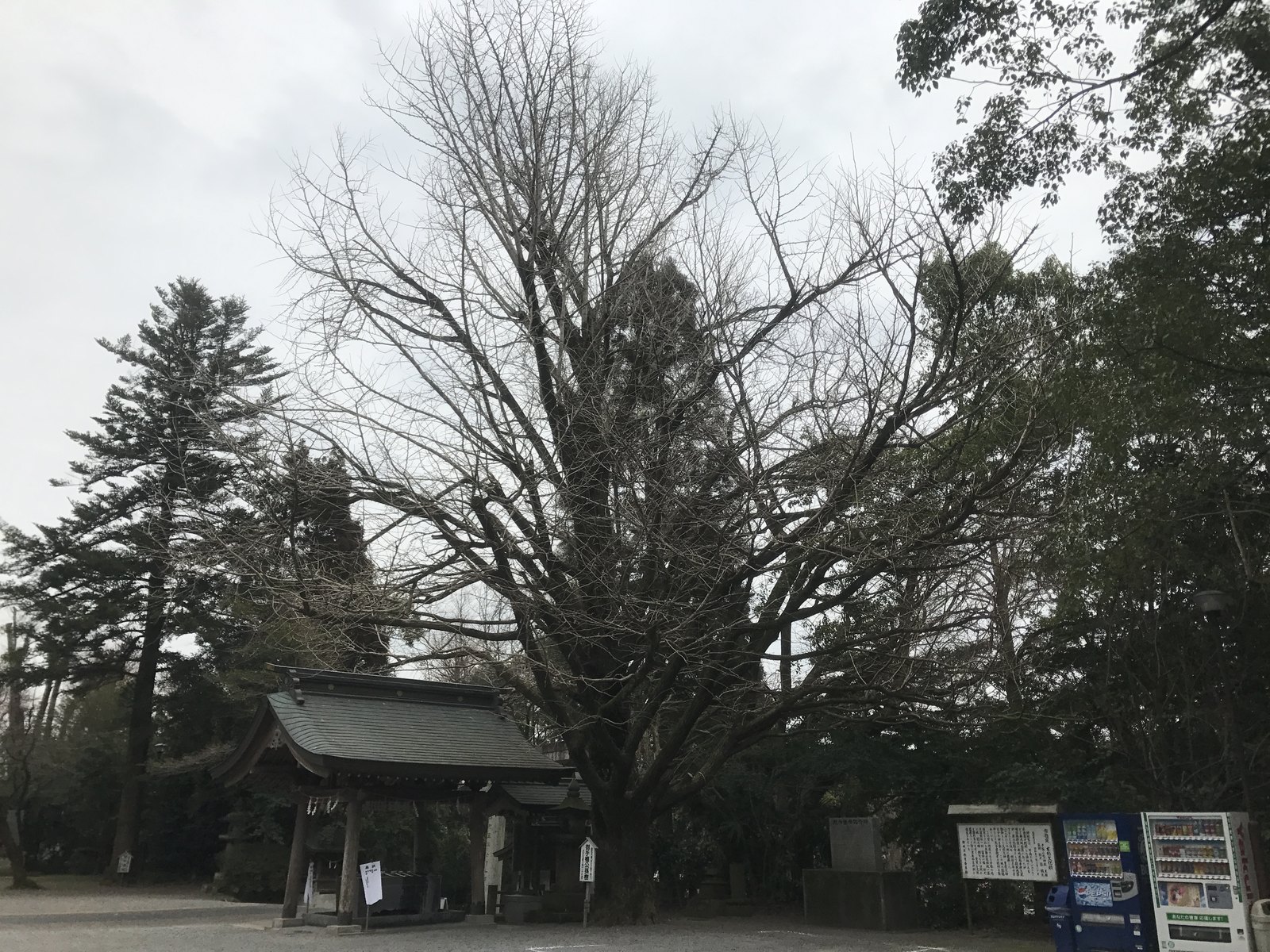 神柱宮のイチョウ