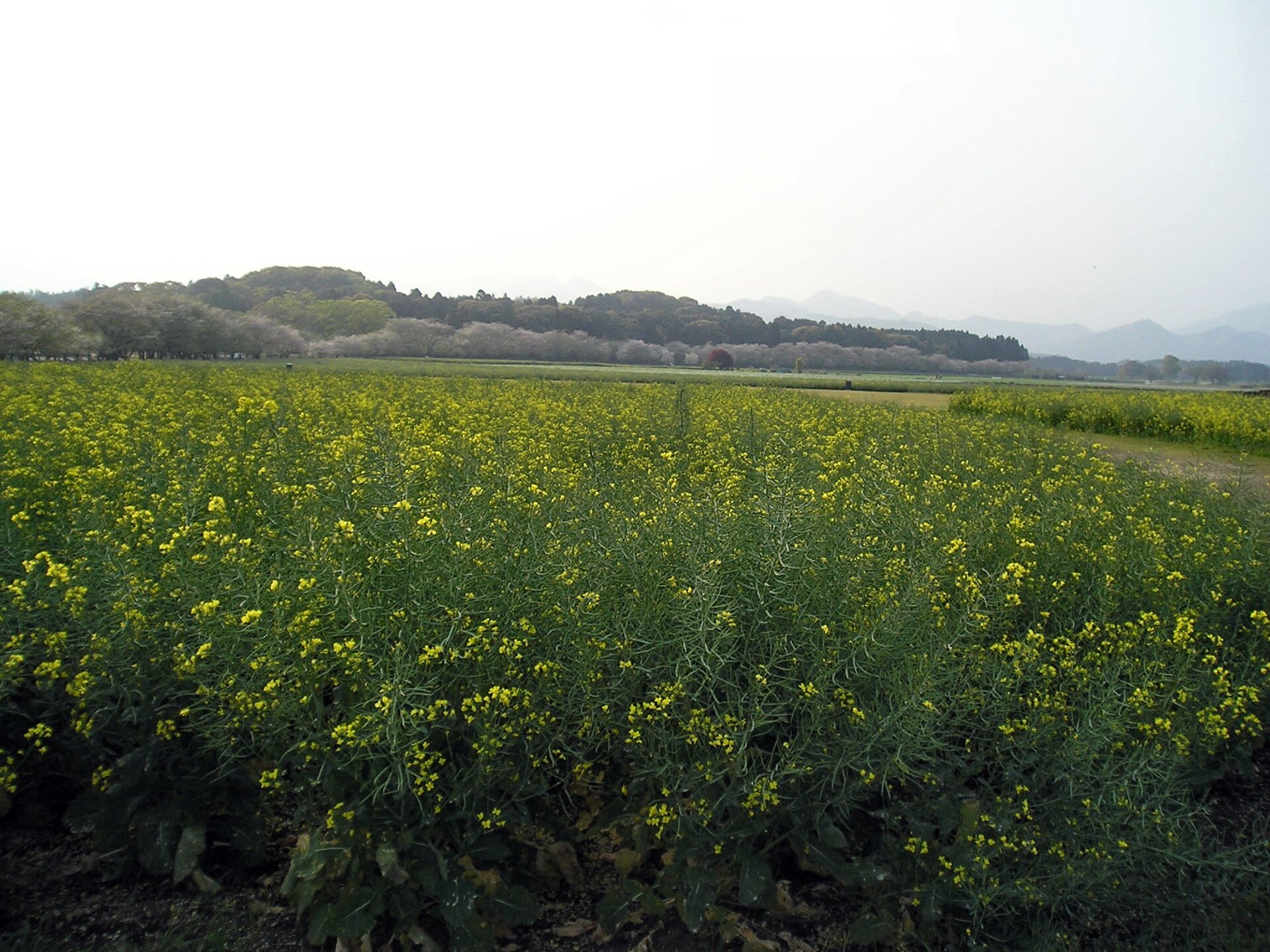 春の西都原に広がる菜の花