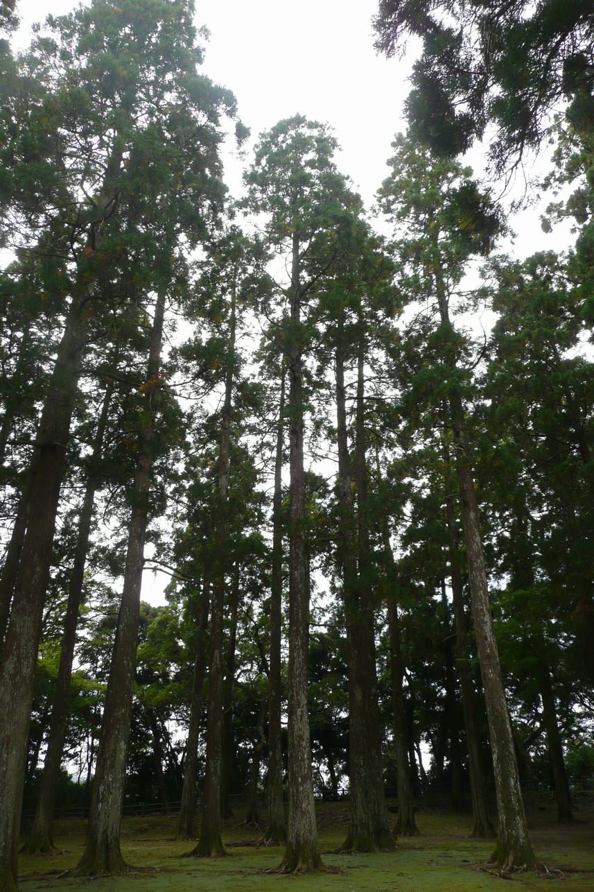旧本丸跡の飫肥杉林