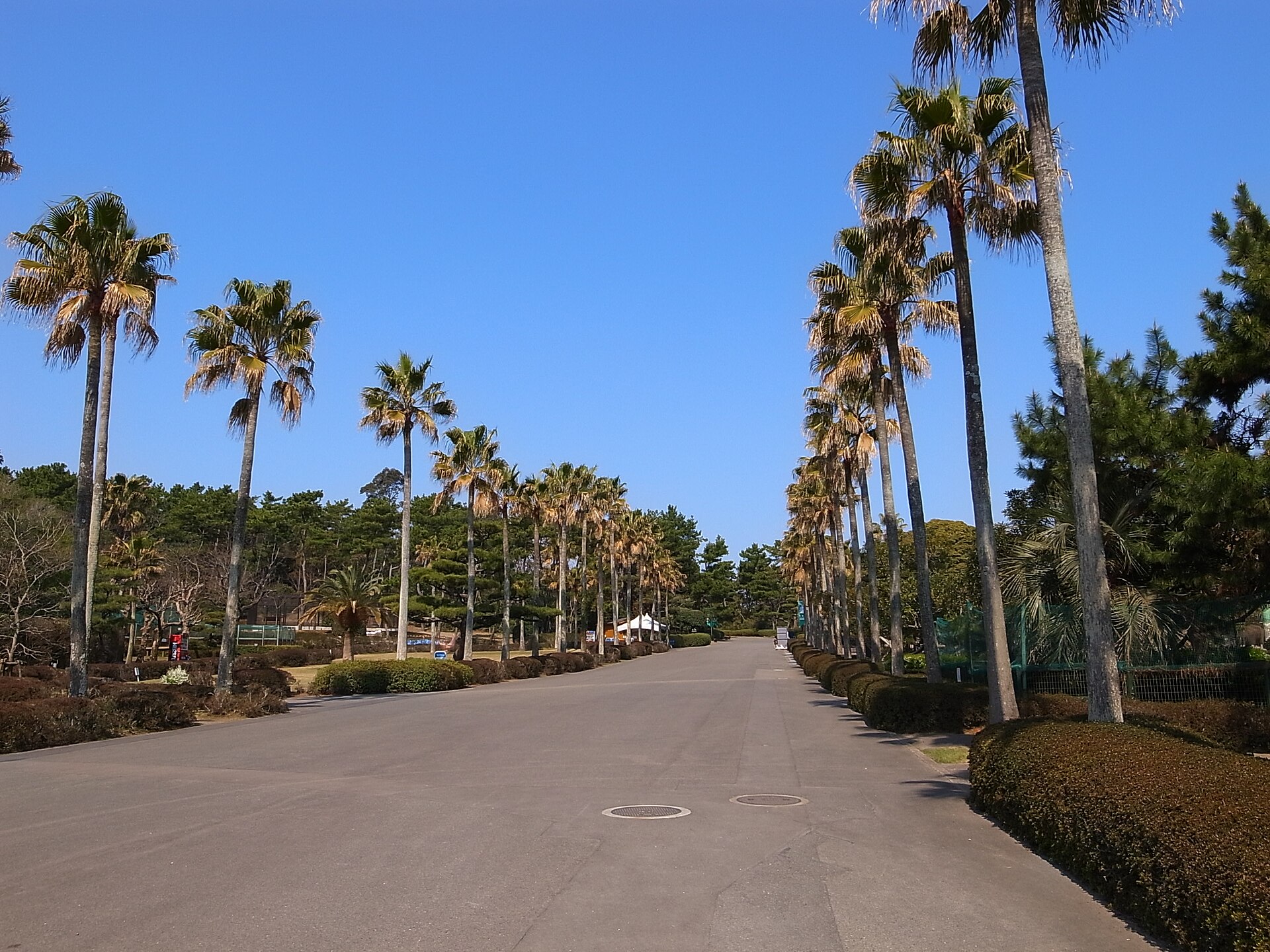 フェニックス自然動物園のワシントニアパームの並木