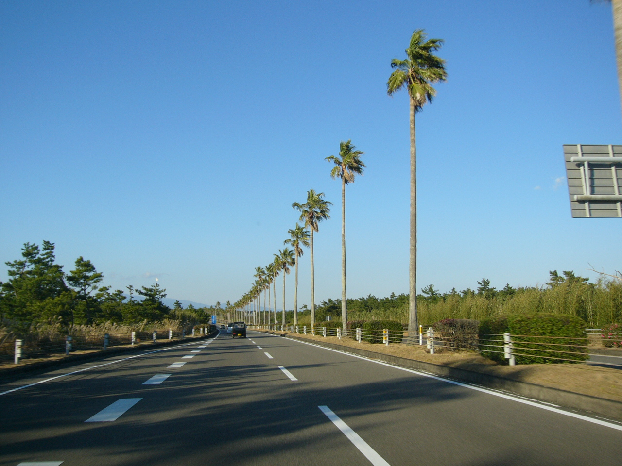 一ツ葉有料道路のヤシ並木