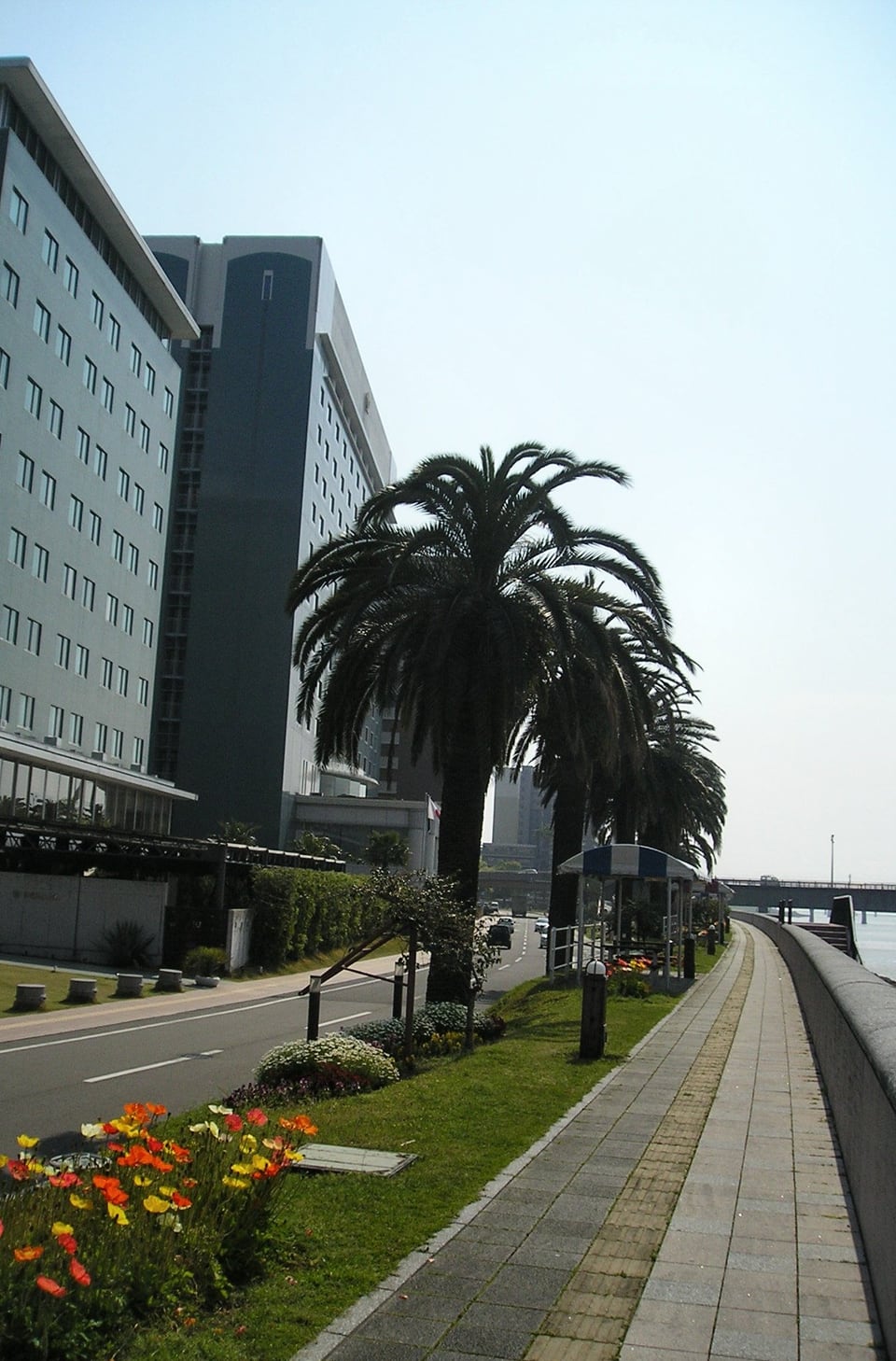 宮崎市の橘公園とフェニックス並木の現地写真