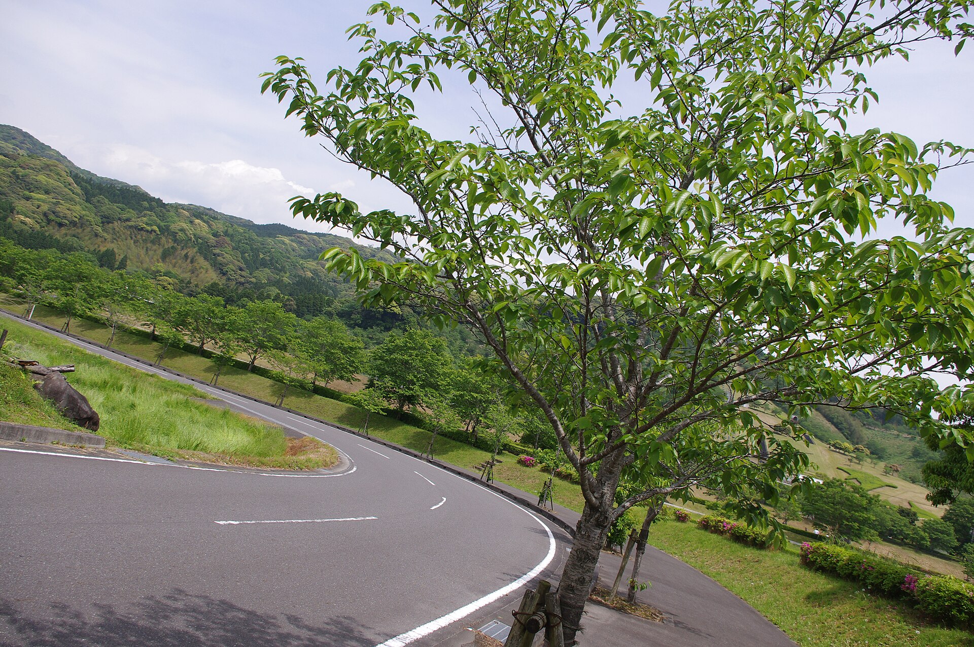 新緑の観音池公園の桜並木