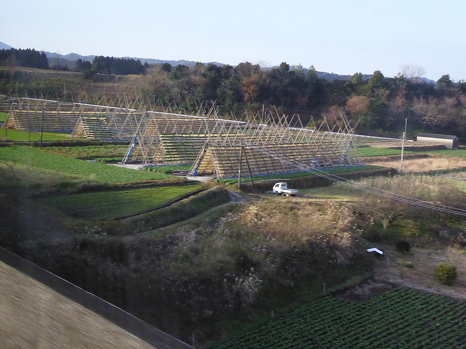 田野町の畑に立ち並ぶ大根やぐら