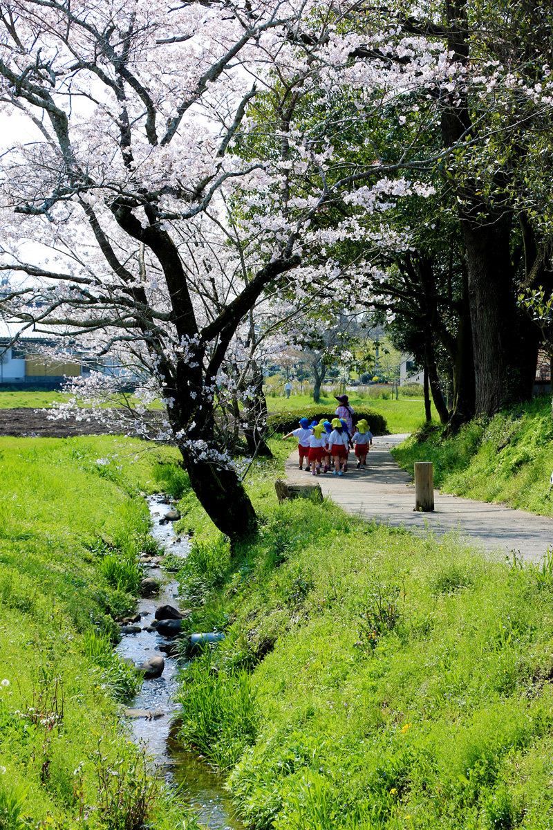 記紀の道の桜と小川沿いの遊歩道