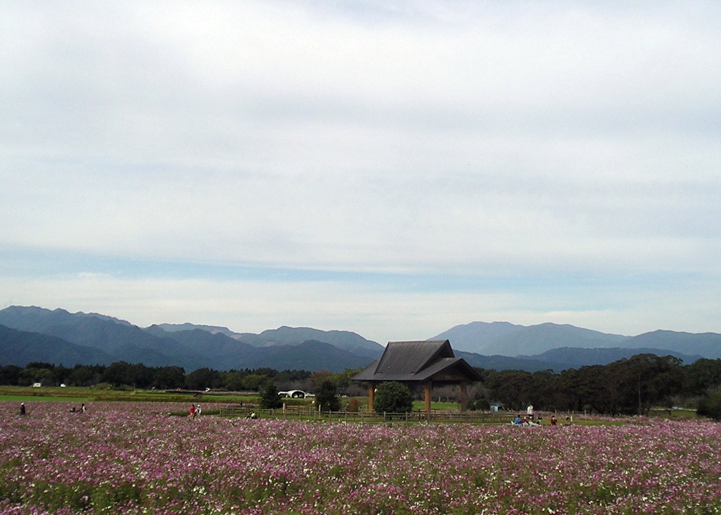秋の西都原古墳群とコスモス