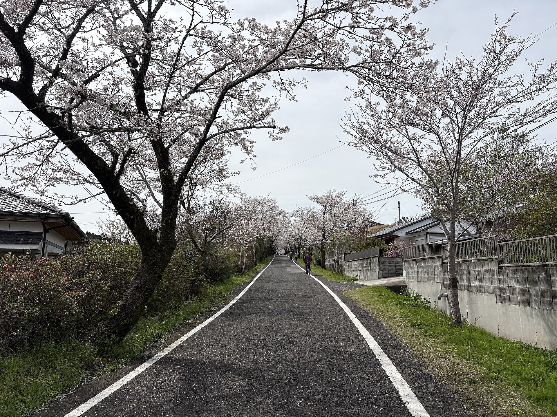 住宅地のそばを通る桜並木の道