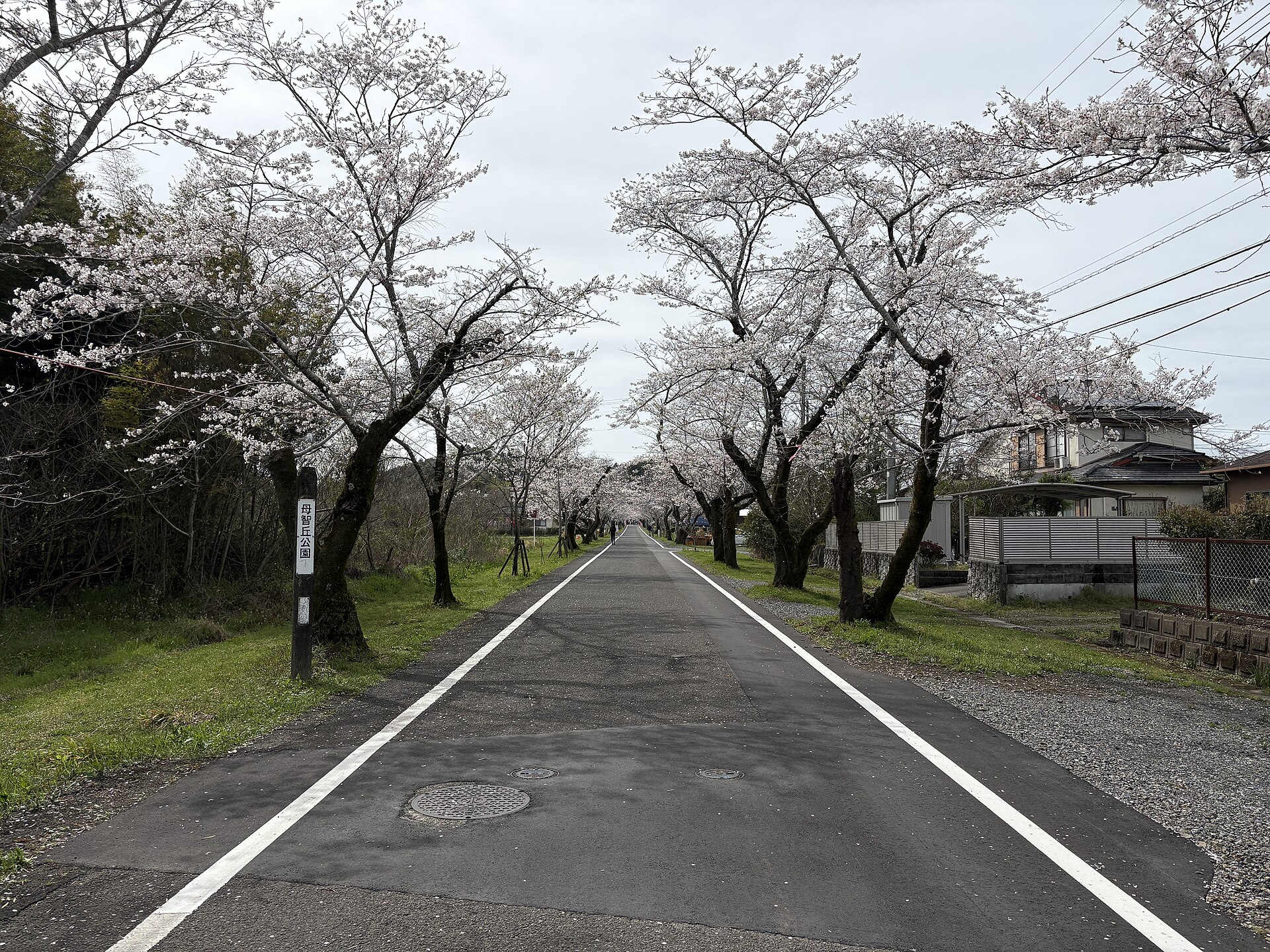 母智丘公園へ続く桜並木の直線道路