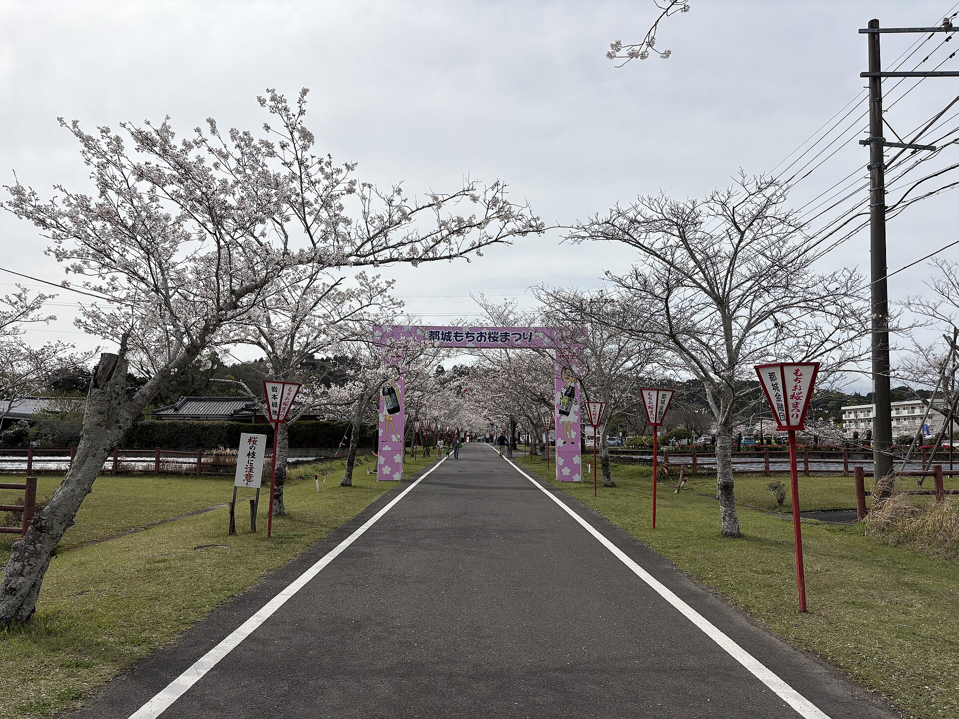 桜まつり期間の桜並木の道