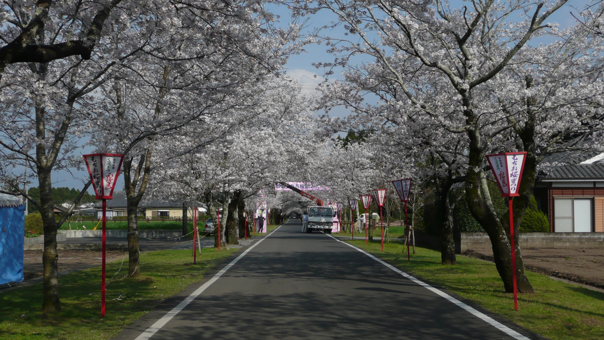 母智丘公園へ続く満開の桜並木